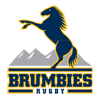 Brumbies